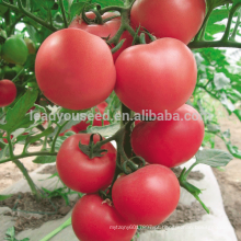 T07 Jinpin f1 sementes de tomate híbrido de preços de sementes de tomate rosa